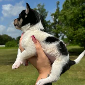 Pixie -  Pomeranian and Jack Russell Terrier Dog for Adoption in Crosby, Texas - Pixie | PetCurious