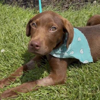 AJ -  Mixed Breed Dog for Adoption in Canal Winchester, Ohio - AJ | PetCurious