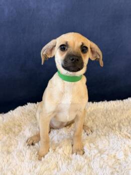 Abigail -  Pug and Chihuahua Dog for Adoption in New York, New York - Abigail | PetCurious