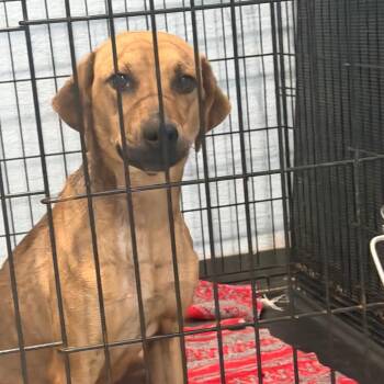 Mixed Breed Dogs Available for Adoption in Port Charlotte, Florida - Cora | PetCurious