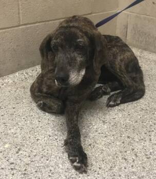 MYRTLE -  German Shepherd Dog Dog for Adoption in Conroe, Texas - MYRTLE | PetCurious