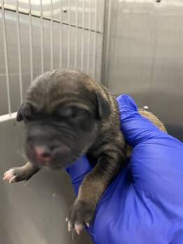 Rescue Mixed Breed Dogs for Adoption in Dallas, Texas - 10 | PetCurious