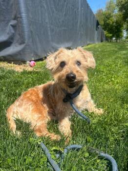 Terrier Dogs Available for Adoption in Myerstown, Pennsylvania - Arthur | PetCurious