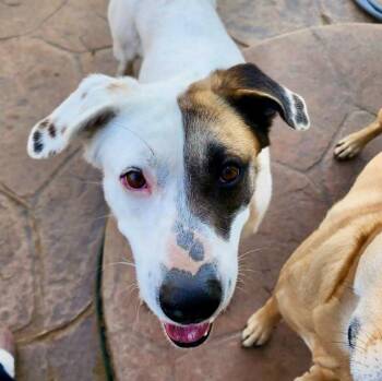 Great Pyrenees and Mixed Breed Dogs Available for Adoption - Sugar | PetCurious