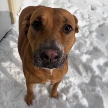 Mixed Breed Dogs Available for Adoption in Pontiac, Illinois - Butterbean | PetCurious