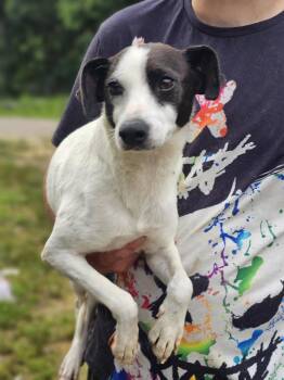 Terrier Dogs Available for Adoption in Fort Payne, Alabama - Keali | PetCurious