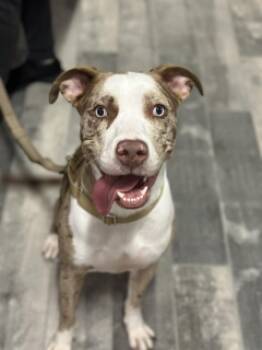 Rescue Catahoula Leopard Dog and Pit Bull Terrier Dogs for Adoption in Stafford, Virginia - Pebbles | PetCurious