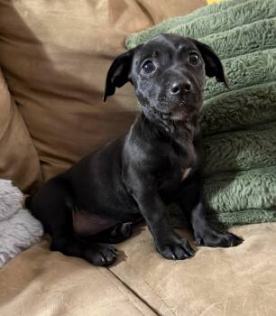 Muffin -  American Bully Dog for Adoption in Lisbon, Iowa - Muffin | PetCurious