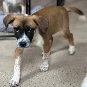 Boxer and Cattle Dog Dogs Available for Adoption - Valentine | PetCurious