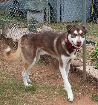 Husky and Mixed Breed Dogs Available for Adoption in San Antonio, Texas - James | PetCurious