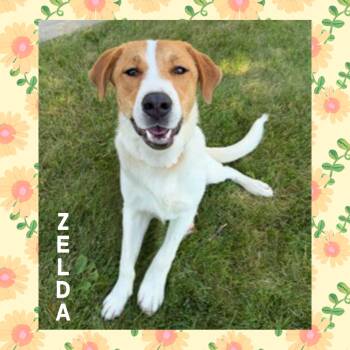 Zelda -  Hound Dog for Adoption in Mokena, Illinois - Zelda | PetCurious