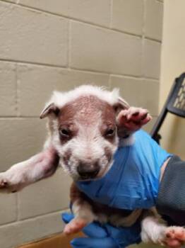 Husky and Mixed Breed Dogs Available for Adoption in El Paso, Texas - Jake | PetCurious