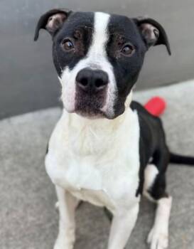 Michelin -  Pit Bull Terrier Dog for Adoption in Chicago, Illinois - Michelin | PetCurious