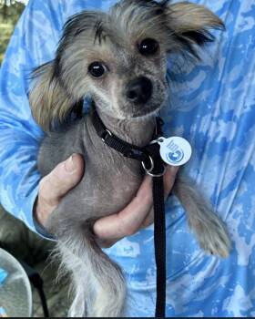 Ming -  Chinese Crested Dog Dog for Adoption in Larkfield-wikiup, California - Ming | PetCurious
