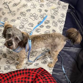 Poodle Dogs Available for Adoption - Bob Barker | PetCurious