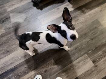 Bulldog Dogs Available for Adoption in Penryn, California - Pip | PetCurious