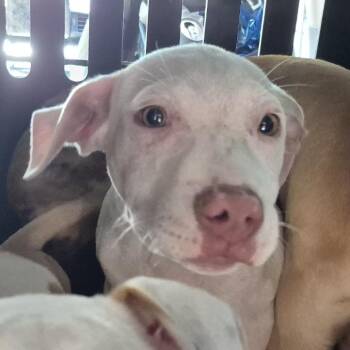Terrier Dogs Available for Adoption in Montgomery, Alabama - King | PetCurious