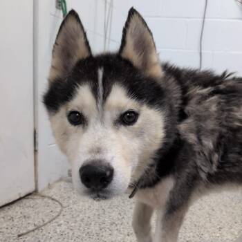 Dale Earnhardt -  Husky and Mixed Breed Dog for Adoption in Hattiesburg, Mississippi - Dale Earnhardt | PetCurious