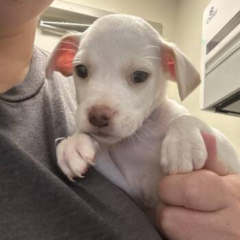 Rock -  Mixed Breed Dog for Adoption in Tulsa, Oklahoma - Rock | PetCurious