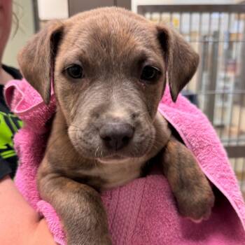 Zach -  American Staffordshire Terrier Dog for Adoption in Lynchburg, Virginia - Zach | PetCurious