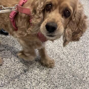 Cocker Spaniel Dogs Available for Adoption in Port Charlotte, Florida - 0575-D26 | PetCurious