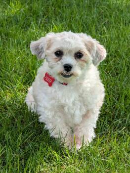 Amy -  Shih Poo Dog for Adoption in Whitewater, Wisconsin - Amy | PetCurious