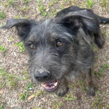 Miss Betty -  Standard Schnauzer and Schnauzer Dog for Adoption in Quincy, Florida - Miss Betty | PetCurious