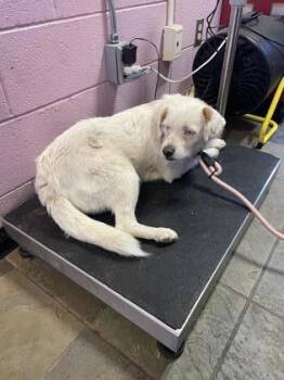 Rescue Mixed Breed Dogs for Adoption in El Paso, Texas - Bugs | PetCurious