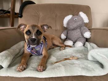 Chihuahua Dogs Available for Adoption - Lola | PetCurious