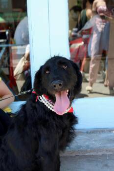 Labradoodle and Poodle Dogs Available for Adoption in New York, New York - Eevee | PetCurious