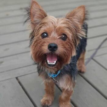 Mookie Johnson -  Yorkshire Terrier Dog for Adoption in Olathe, Kansas - Mookie Johnson | PetCurious