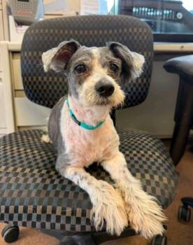 Wilson-Maltese mix (In NJ) -  Maltese Dog for Adoption in Torrington, Connecticut - Wilson-Maltese Mix (In NJ) | PetCurious