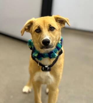 Allio -  Shepherd and Labrador Retriever Dog for Adoption in Fort Lupton, Colorado - Allio | PetCurious
