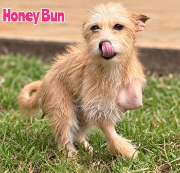 Honey Bun -  Rat Terrier Dog for Adoption in New Baltimore, Michigan - Honey Bun | PetCurious