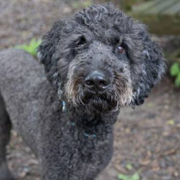 Poodle Dogs Available for Adoption in Mckean, Pennsylvania - Rufus | PetCurious