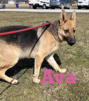 German Shepherd Dog Dogs Available for Adoption - Ava | PetCurious