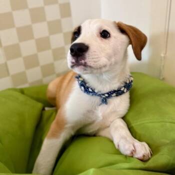Bernadette Blossom Belle -  Shepherd and Labrador Retriever Dog for Adoption in Friendswood, Texas - Bernadette Blossom Belle | PetCurious