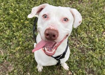 Pit Bull Terrier and Mixed Breed Dogs Available for Adoption in Colorado Springs, Colorado - THUNDER | PetCurious