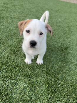 Hudson -  Wirehaired Terrier and Dachshund Dog for Adoption - Hudson | PetCurious