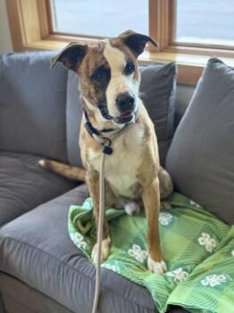 Ozzy -  Boxer and Mixed Breed Dog for Adoption in Traverse City, Michigan - Ozzy | PetCurious