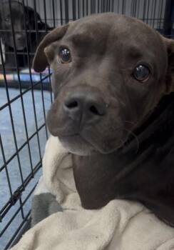 Gum Drop -  Mixed Breed Dog for Adoption in Charleston, South Carolina - Gum Drop | PetCurious