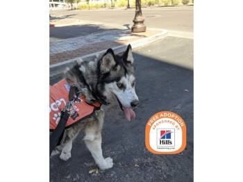 RIVER -  Husky Dog for Adoption in Phoenix, Arizona - RIVER | PetCurious