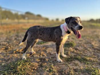 Rescue Catahoula Leopard Dog and Australian Shepherd Dogs for Adoption in Bowie, Texas - Punkin | PetCurious