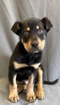 German Shepherd Dog Dogs Available for Adoption - Murphy | PetCurious