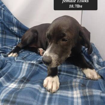Beth -  Coonhound Dog for Adoption in New Tazewell, Tennessee - Beth | PetCurious