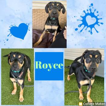 Labrador Retriever and Rottweiler Dogs Available for Adoption in Clearfield, Pennsylvania - Royce | PetCurious