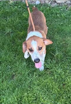 Zion -  Hound Dog for Adoption in Saint Clairsville, Ohio - Zion | PetCurious