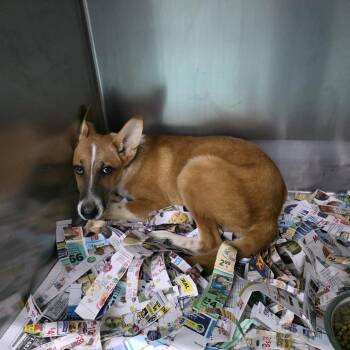 Finn -  Shepherd and Mixed Breed Dog for Adoption in Marble, North Carolina - Finn | PetCurious
