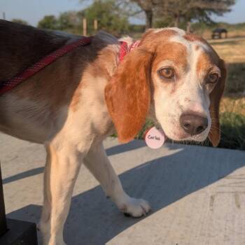 Carlos -  Beagle Dog for Adoption in Nowata, Oklahoma - Carlos | PetCurious