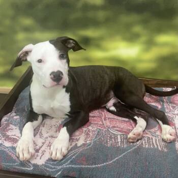 Rescue Mixed Breed Dogs for Adoption in Auburn, New Hampshire - Lenny | PetCurious